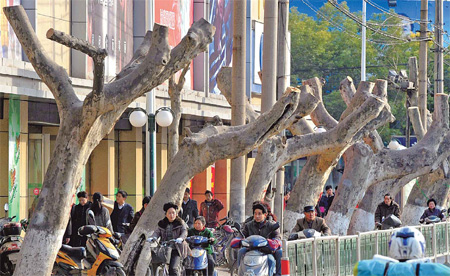 Fate of Nanjing's trees firmly rooted among the public