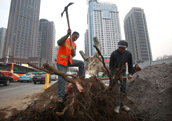 Fate of Nanjing's trees firmly rooted among the public