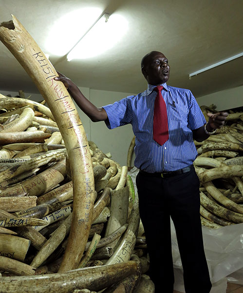 Chinese 'ambassadors' shine spotlight on bloody ivory trade