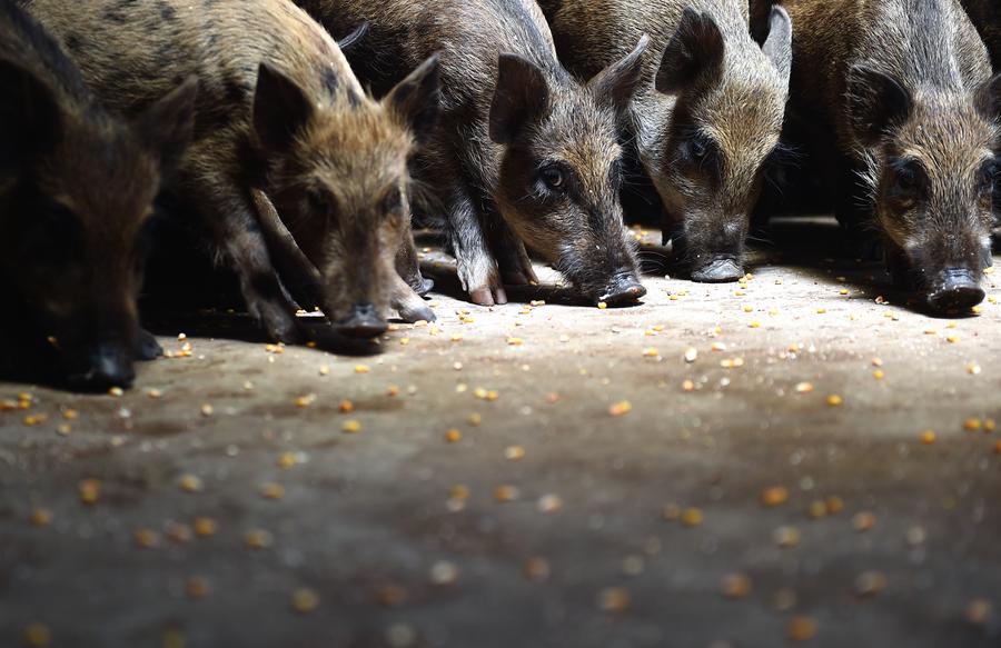 Herding wild boars on a mountain