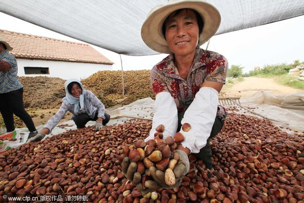 Chestnut, peanut and rice farmers of China