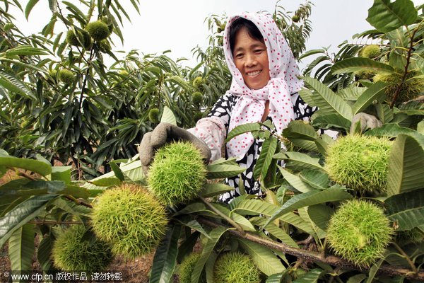 Chestnut, peanut and rice farmers of China