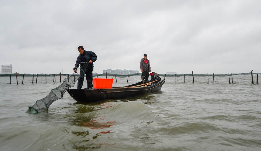 Crab harvest in Yangcheng Lake