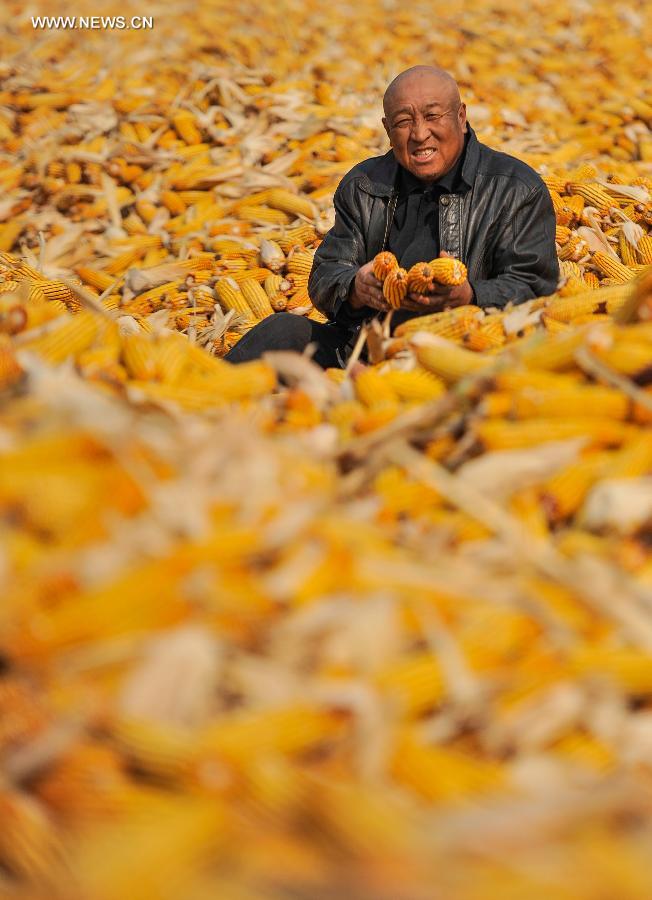 Harvest season for Chinese farmers