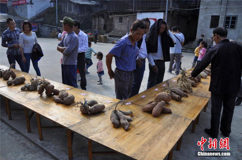 Village holds 'beauty contest' for sweet potatoes