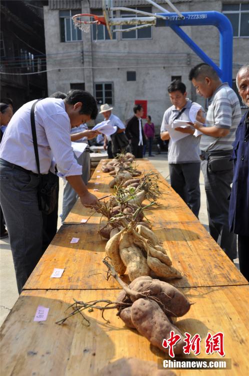 Village holds 'beauty contest' for sweet potatoes