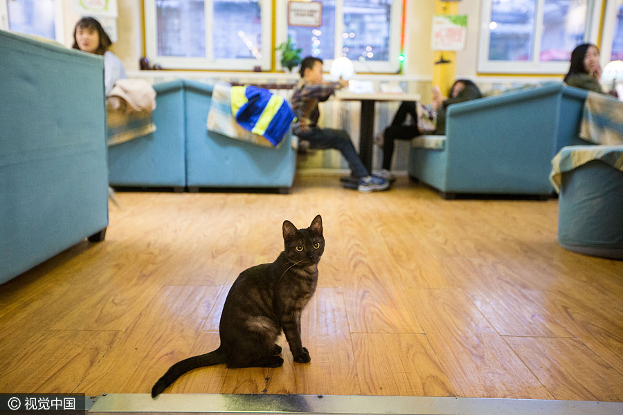 Cat 'waiters' welcome guests in Beijing