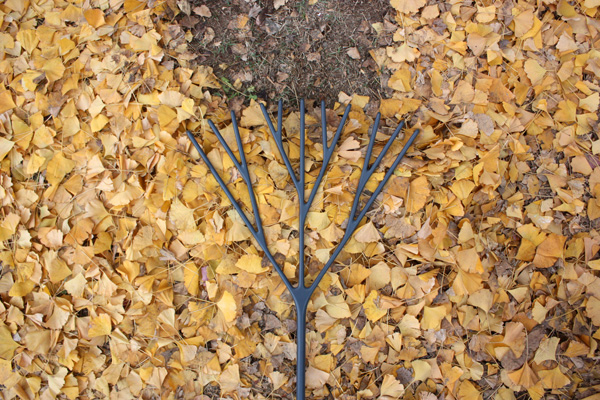 Romantic Rake