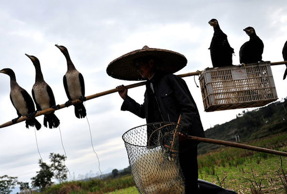 Fishing with cormorants in Hubei