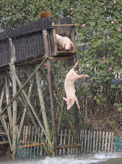 Swimming pigs worth triple