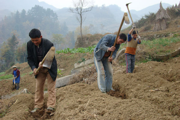 White tea lifts Guizhou county out of poverty