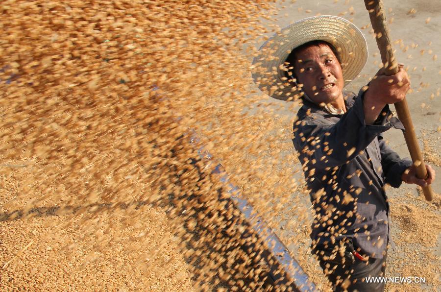 Wheat harvest season in China