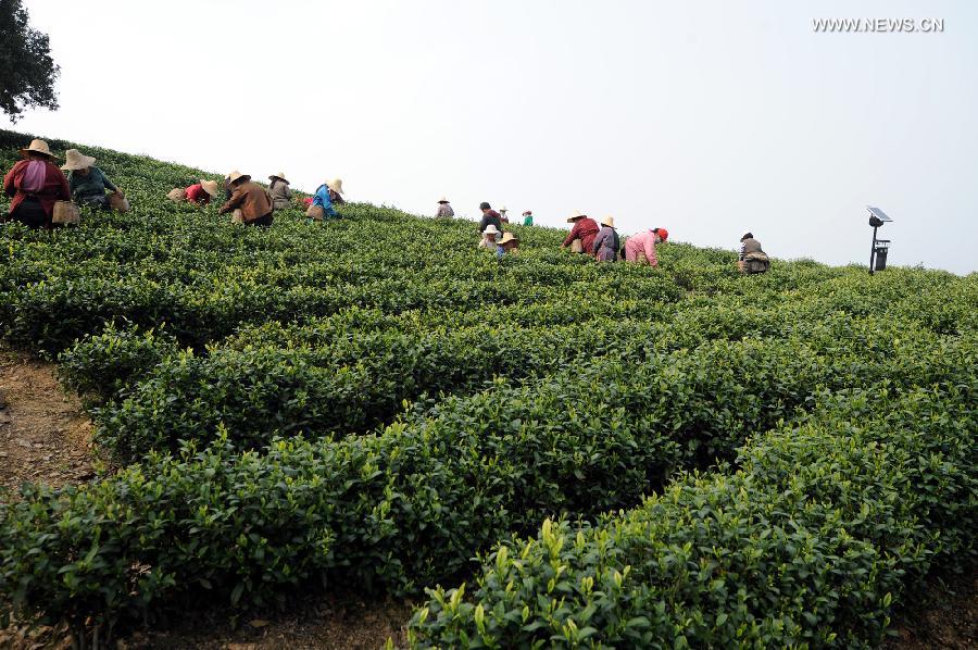 White tea enters tea picking season in east China