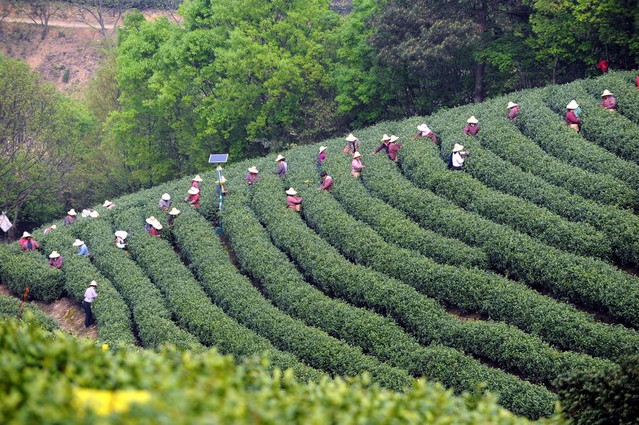 White tea enters tea picking season in east China