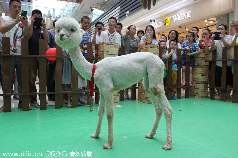 Shopping mall attracts kids to 'Happy Farm'