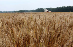 Heilongjiang pilots grain banks