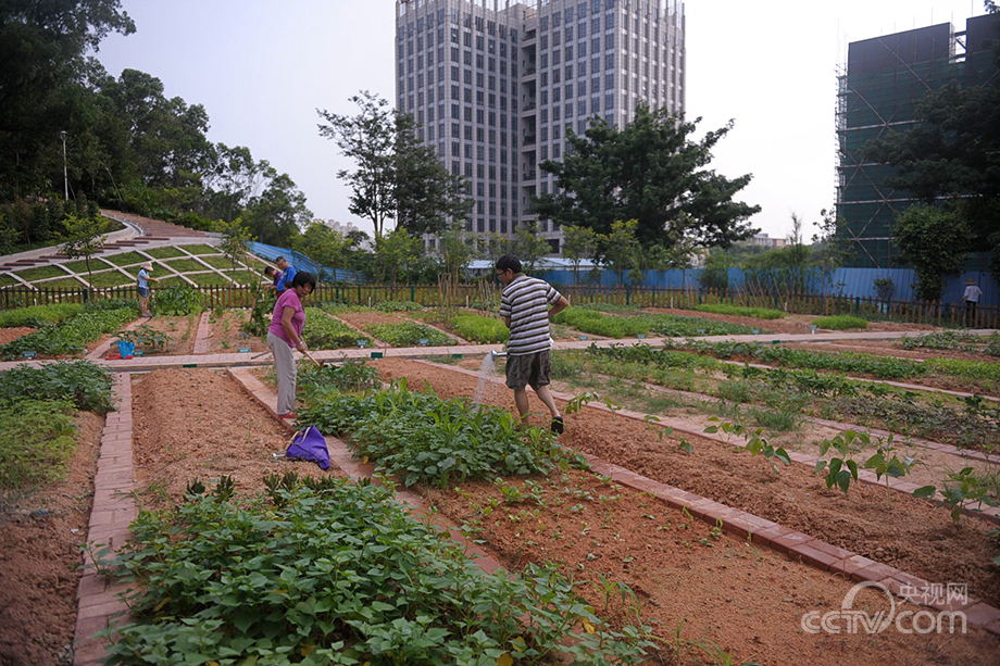 Urban farmers in China