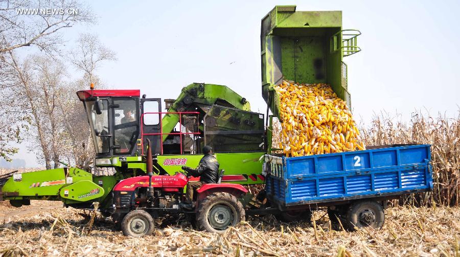 Harvest season for Chinese farmers