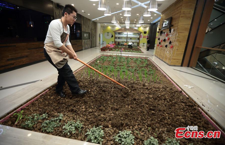 Shopping mall develops farmland to promote green lifestyle