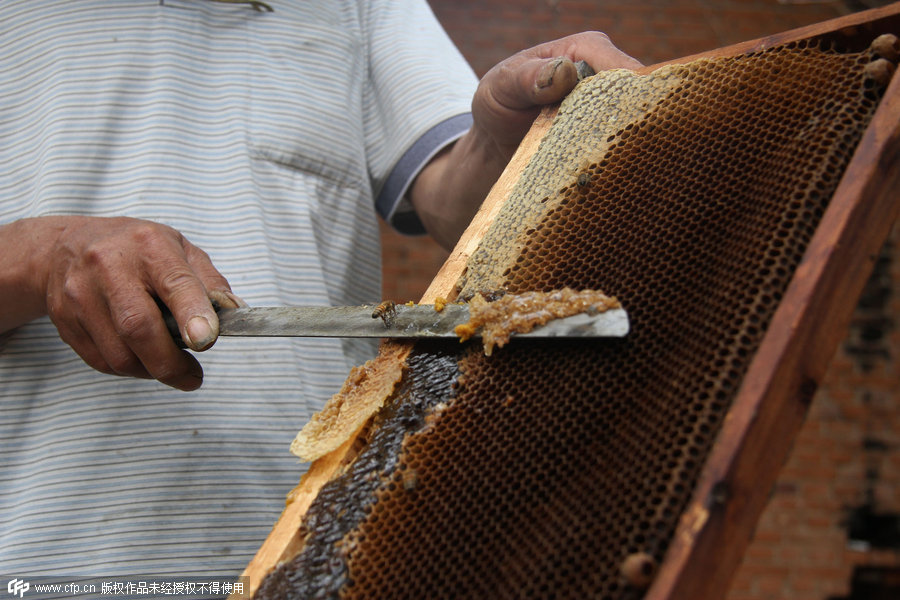 Hebei senior beekeeper's sweet day