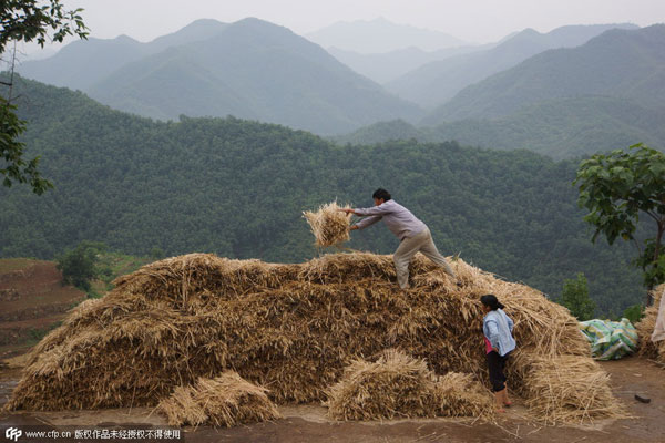 Harvest time in Henan province