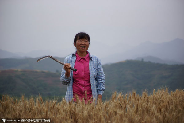 Harvest time in Henan province