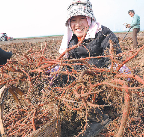 Chinese medicines catch a market cold