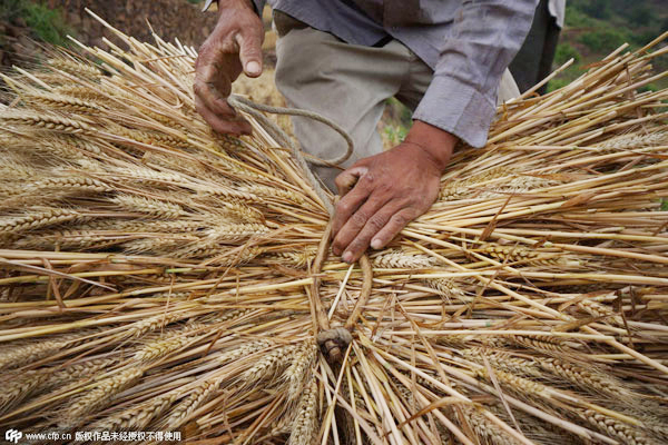 Farmers cut grain cultivation as prices plunge