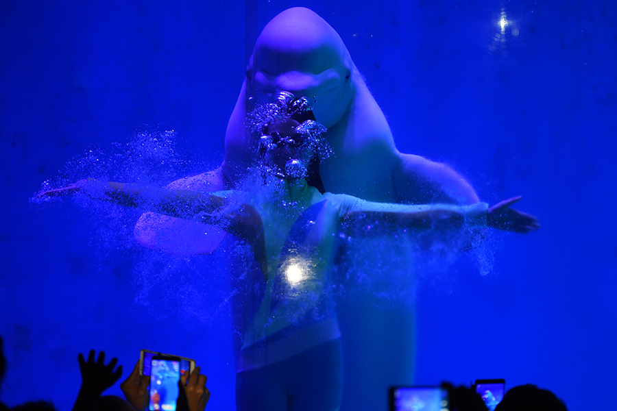 Post-90's girl performs with beluga whale at Harbin Polarland