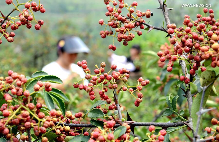 Crops enter harvest season