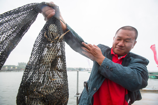 Hairy crab war starts online