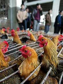 Chickening out on bird-flu fears