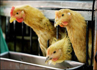 Villagers test negative for H5N1 virus