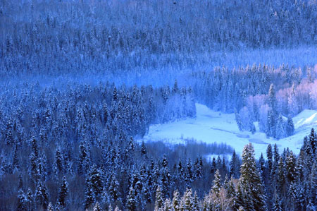 Snow covers forests in Xinjiang