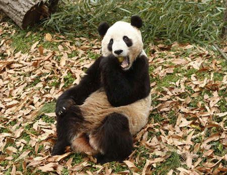 Washingtonians express pride, hope for departing Chinese panda cub