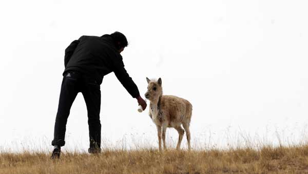 More efforts to protect Tibetan antelopes