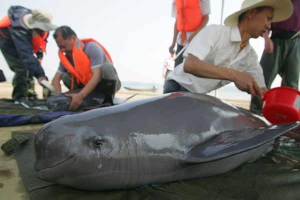 Rough summer for finless porpoise