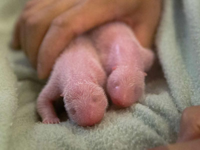 Two paws up for panda cam