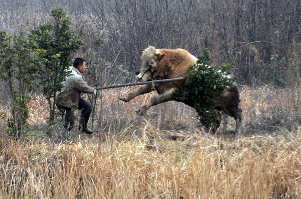 Runaway bull killed by police