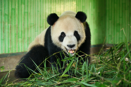 Two giant pandas leaving for Belgium