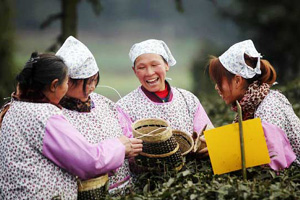 Special tea fertilized by panda feces