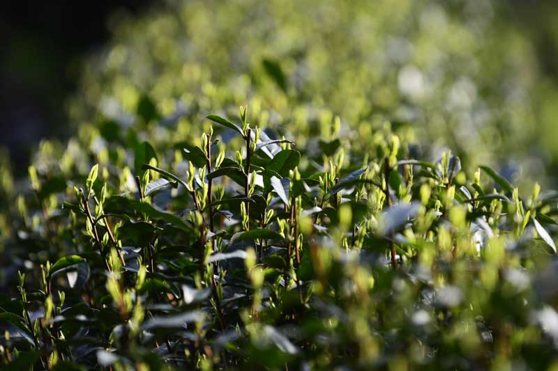 First batch of the spring tea sprouting