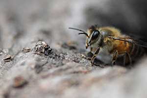 Who dares wear this buzzing coat?