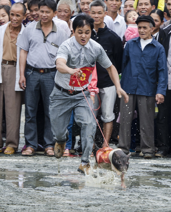 Fast-pacing piglets in S China