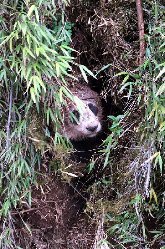 Wild panda in need of a wash and brush up