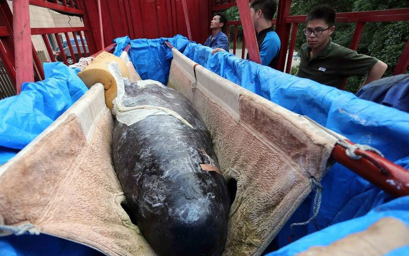 Gargantuan pilot whales arrive: the first two in China