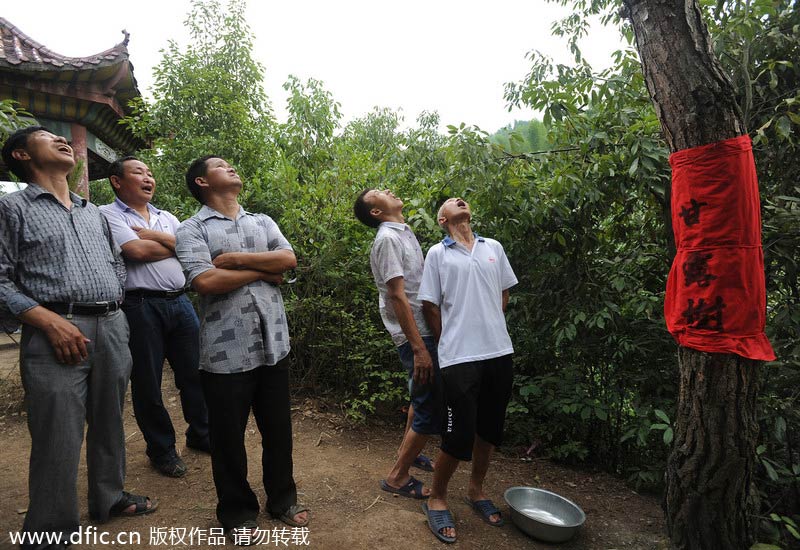 Rare liquid falls from pine trees