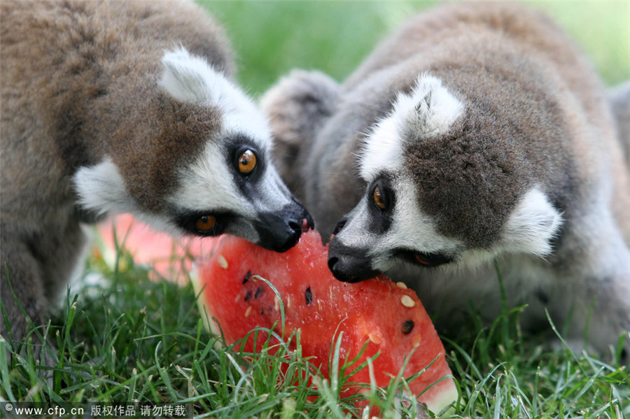 How animals keep cool in scorching heat