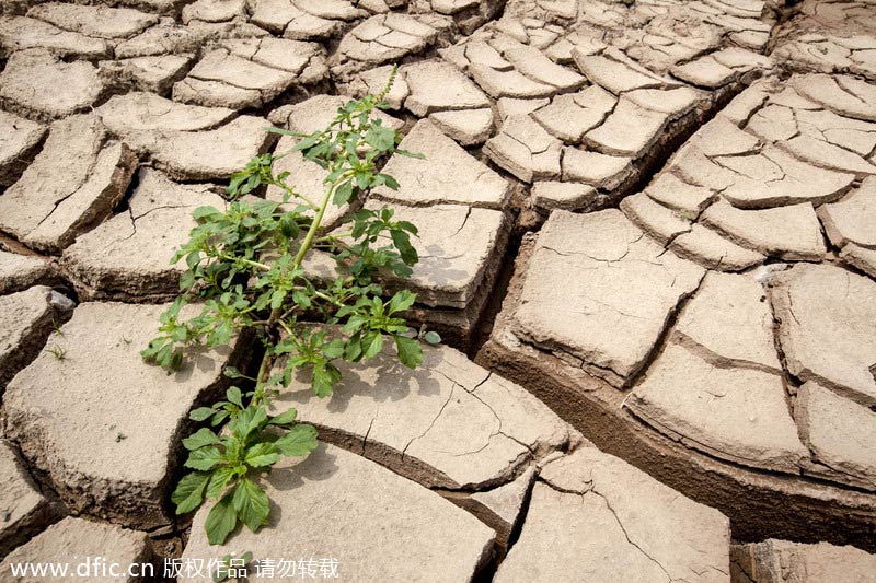 Severe drought hits Central China's Henan province