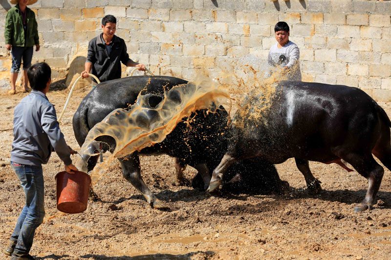 Cool bulls